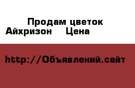 Продам цветок Айхризон. › Цена ­ 300 -   »    